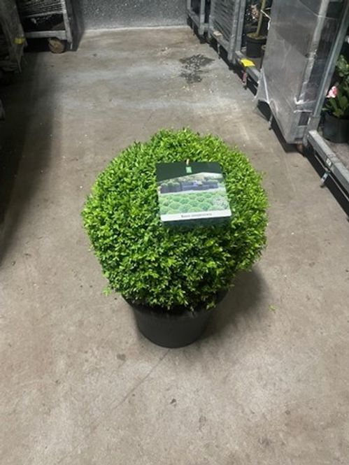 produktbild för Krukväxter Buxus *1 Ø 40-45