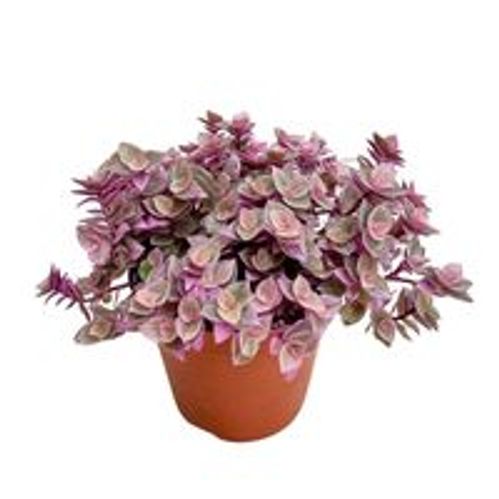 produktbild för Krukväxter Callisia Repens pink *12