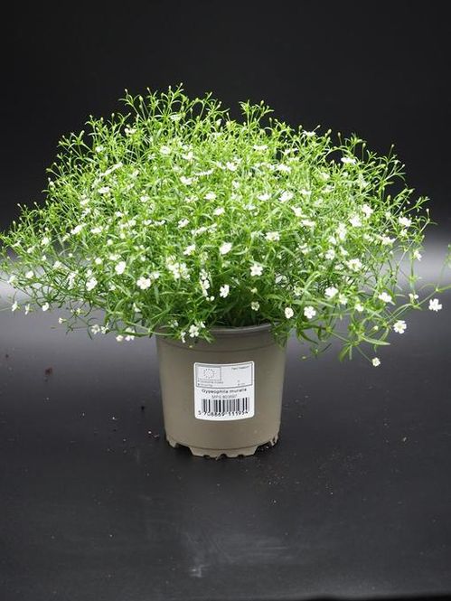 produktbild för Krukväxter Gypsophila Muralis Vit *12