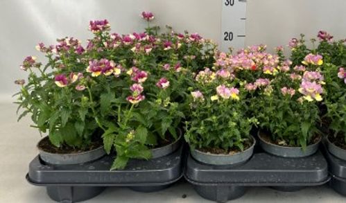 produktbild för Krukväxter Nemesia *8