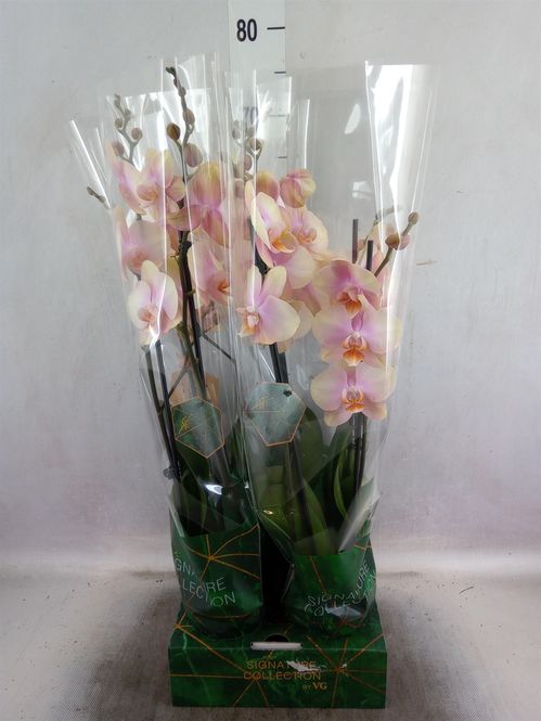 produktbild för Krukväxter Phalaenopsis *4 Peaches In Golden