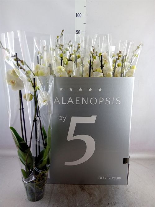 produktbild för Krukväxter Phalaenopsis Vit *12 3-stl