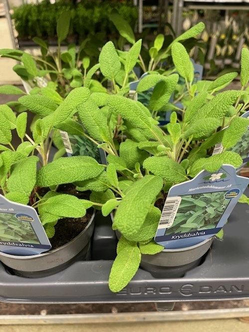 produktbild för Salvia D12 X 10 Mariestad