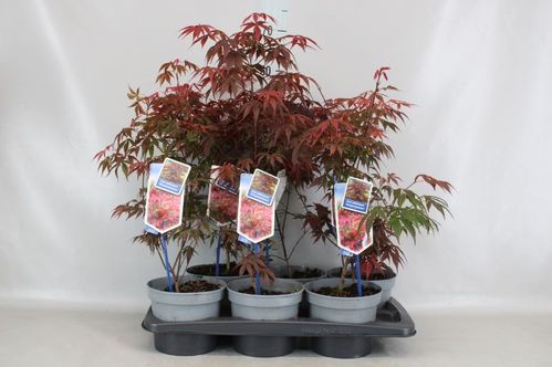 produktbild för Acer Atropurpureum D17 X 6 Japansk blodlönn