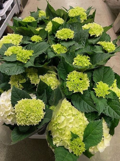 produktbild för Hortensia 5-7Gr D14 X 6 Skalleberg