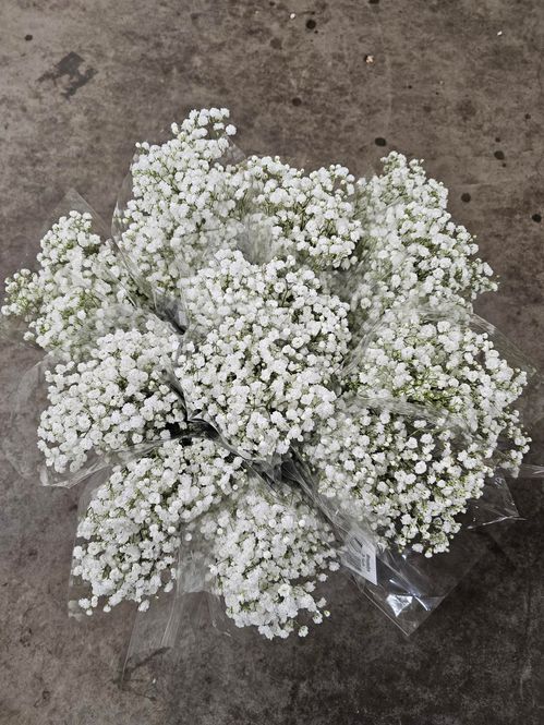 produktbild för Gypsophila overtime 3-pack *12