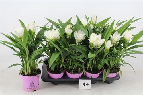 produktbild för Curcuma Siam Sisto D13 X 8