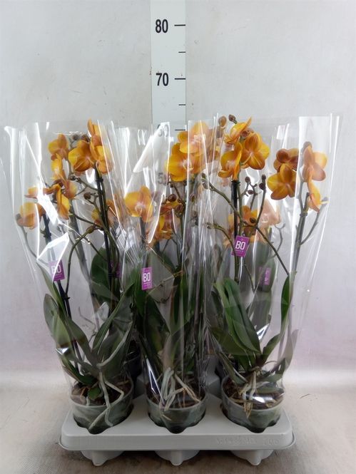 produktbild för Phalaenopsis 2-3Gr D12 X 6 Las Vegas