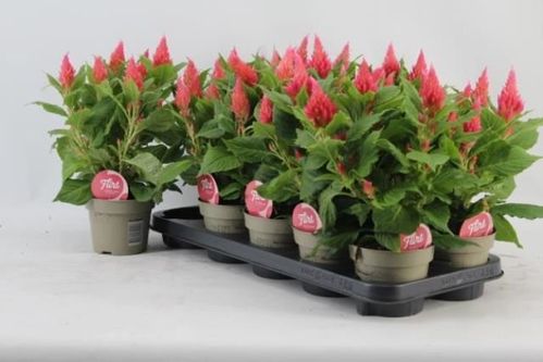 produktbild för Celosia Argentea D12 X 10 Flirt Salmon