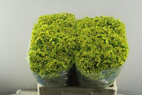 produktbild för Euphorbia Martinii