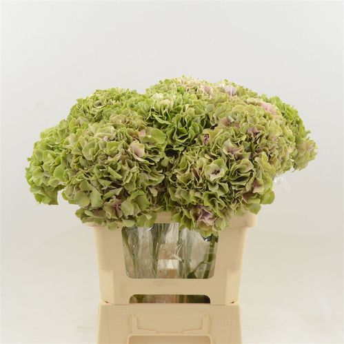 produktbild för Hortensia Juliette classic