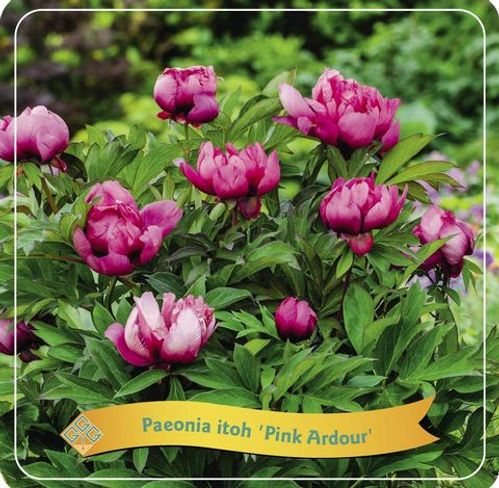 produktbild för Krukväxter Pion Pink Ardour *1 Itoh