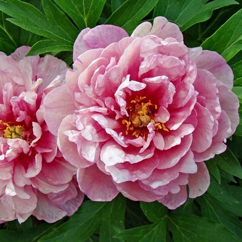 produktbild för Krukväxter Pion Pink Double Dandy *1 Itoh