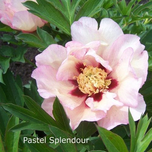 produktbild för Krukväxter Pion Pastel Splendor *1 Itoh