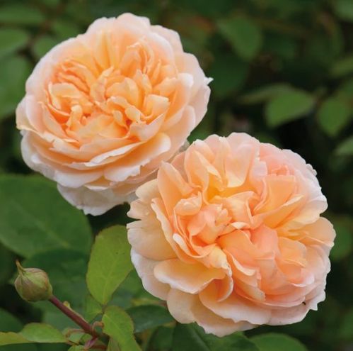 produktbild för Krukväxter Rosor Lady Gardener *1 David Austin