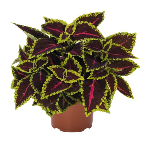 produktbild för Palettblad Coleus D12 X 8 Alligator Alley Skallebe