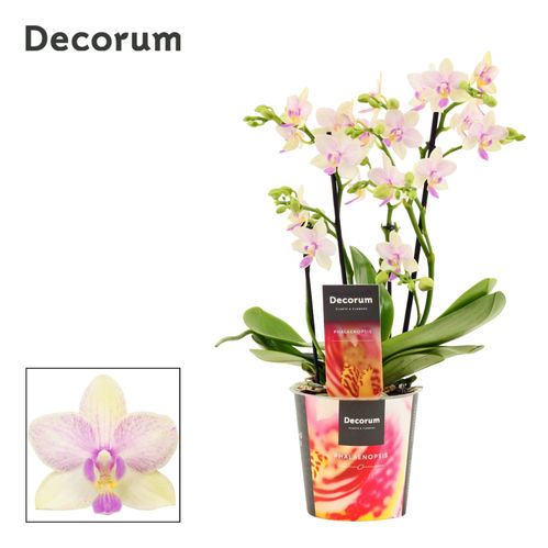 produktbild för Phalaenopsis 3-4 Gr D12 X 10 Blossom Bliss Multi N