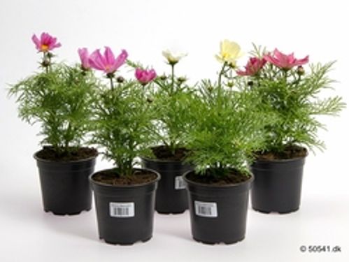 produktbild för Krukväxter Cosmos Bipinnata *12