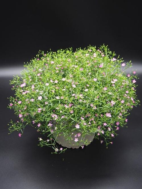 produktbild för Krukväxter Gypsophila Muralis Rose *12