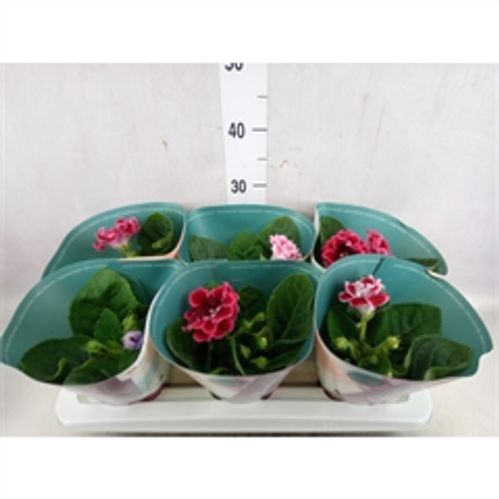 produktbild för Gloxinia D12 X 6