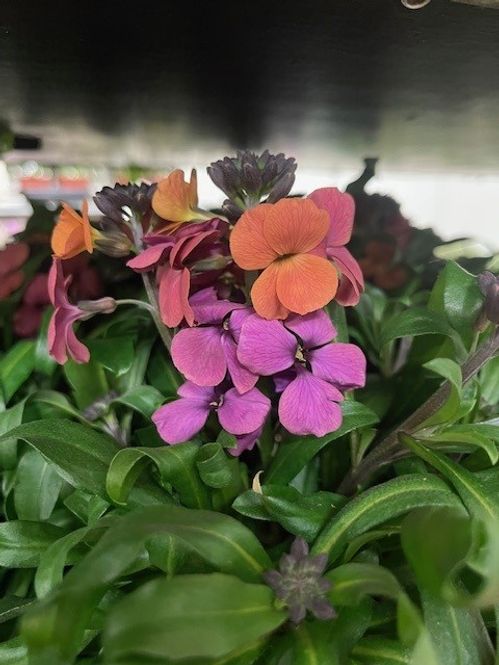 produktbild för Erysimum D12 X 10 Brown Sugar