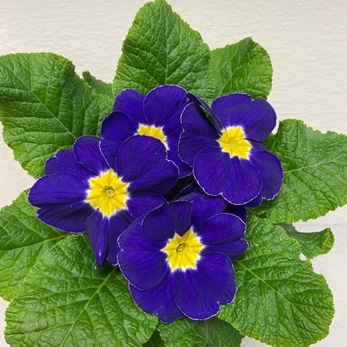 produktbild för Primula Acaulis D10,5 X 10