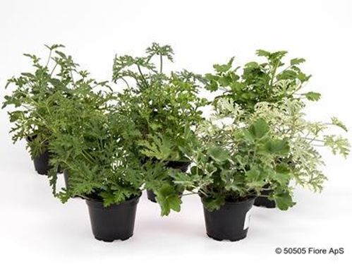 produktbild för Krukväxter Pelargoner Graveolens *10 Doft