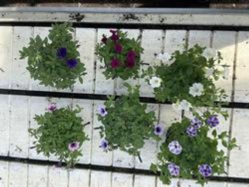 produktbild för Krukväxter Petunia Tiny Tunia *12