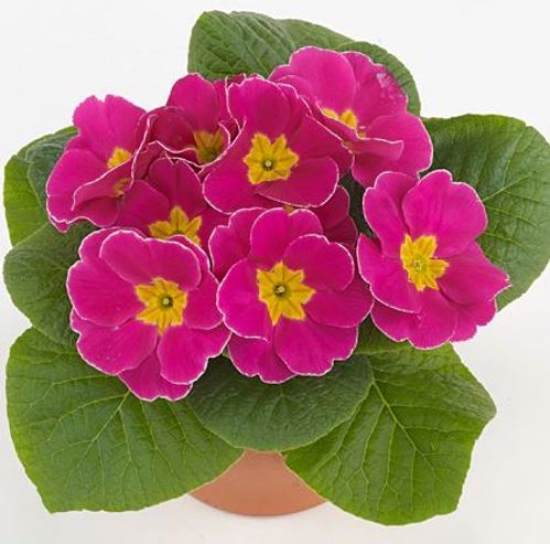 produktbild för Primula Acaulis D10,5 X 10 Paradiso Pink