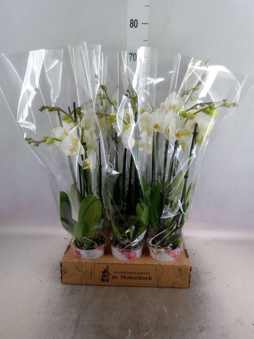 produktbild för Phalaenopsis 3Gr D12 X 6 Nottingham