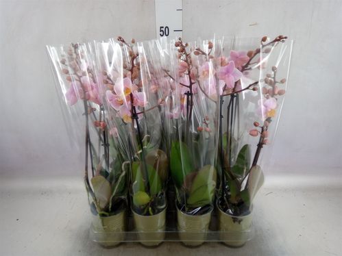 produktbild för Phalaenopsis 2Gr D9 X 12 Multi Natural Charm