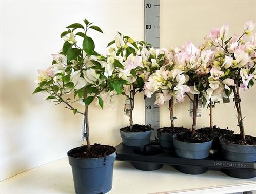 produktbild för Krukväxter Bougainvillea på stam *6 Elisabeth