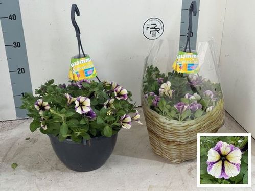 produktbild för Krukväxter Petunia Peppy Blue *1 Ampel