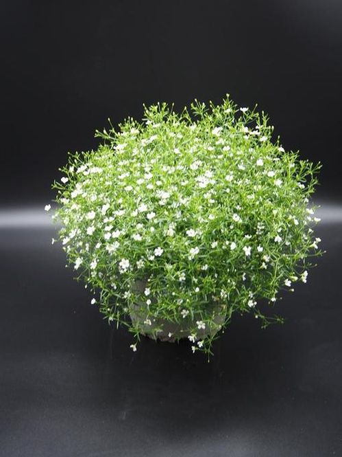 produktbild för Krukväxter Gypsophila Muralis Vit *6