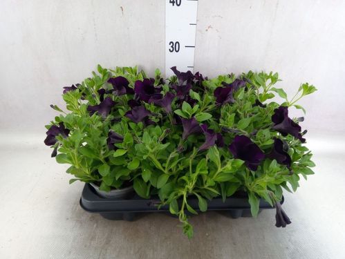 produktbild för Krukväxter Petunia Black *8