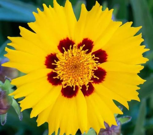 produktbild för Coreopsis Sunfire D12 X 10 Mariestad