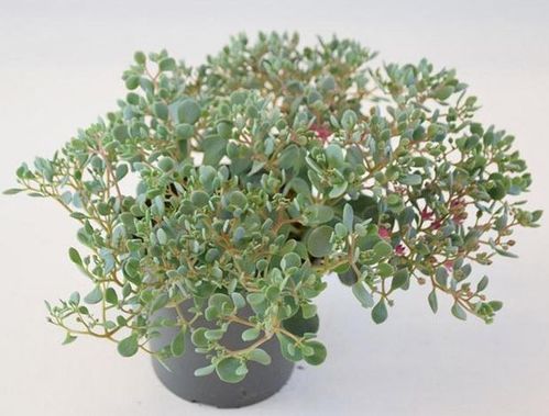 produktbild för Sedum Cauticolum D12 X 10 Mariestad