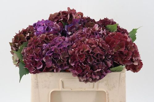 produktbild för Hortensia My Mon Amour