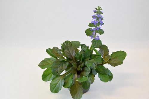 produktbild för Ajuga Braunherz D12 X 10 Mariestad