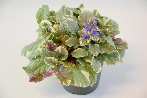 produktbild för Ajuga Burgundy Glow D12 X 10 Mariestad