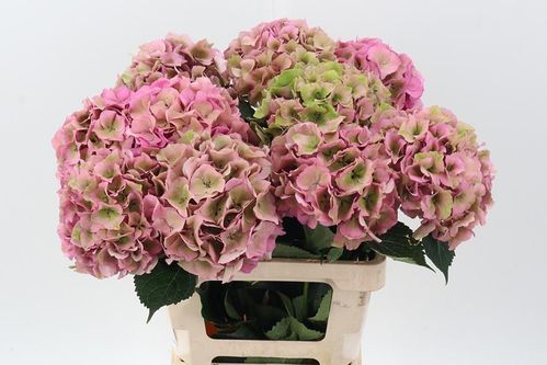 produktbild för Hortensia Royal palace classic