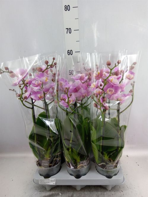 produktbild för Phalaenopsis 2Gr D12 X 6 Elegance