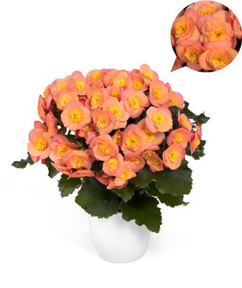 produktbild för Begonia Belove Peach D12 X 6 Skalleberg