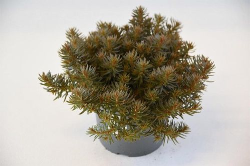 produktbild för Sedum Choclate Ball D12 X 10 Mariestad