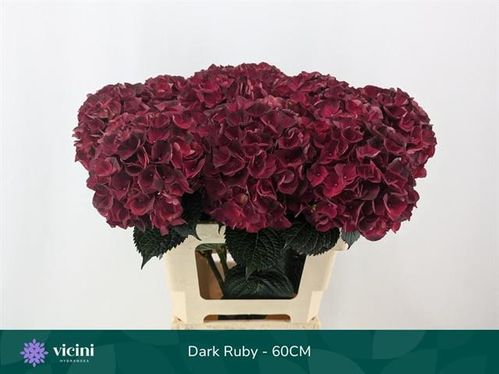 produktbild för Hortensia Magical dark ruby classic