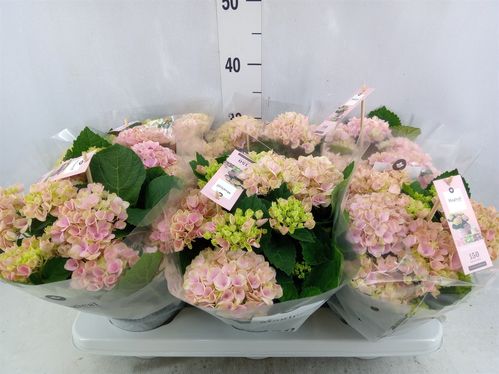 produktbild för Krukväxter Hortensia mag Revol *6 NL