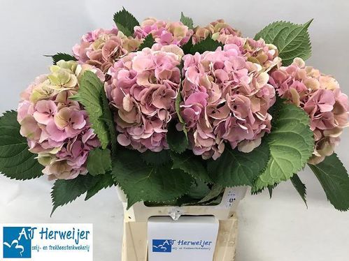 produktbild för Hortensia Elbtal Classic