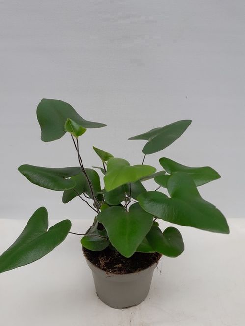 produktbild för Krukväxter Hemionitis arifolia *10