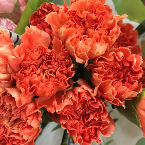 NEJLIKA ORANGE