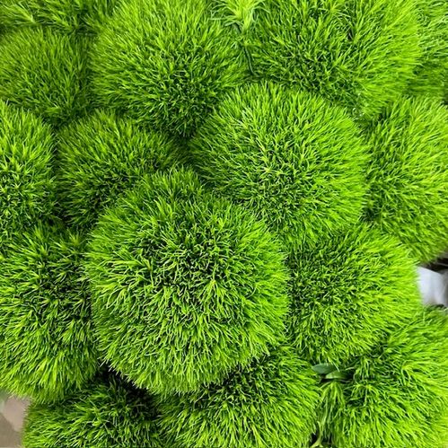 NEJLIKA KIWI GRÖN BARBATUS